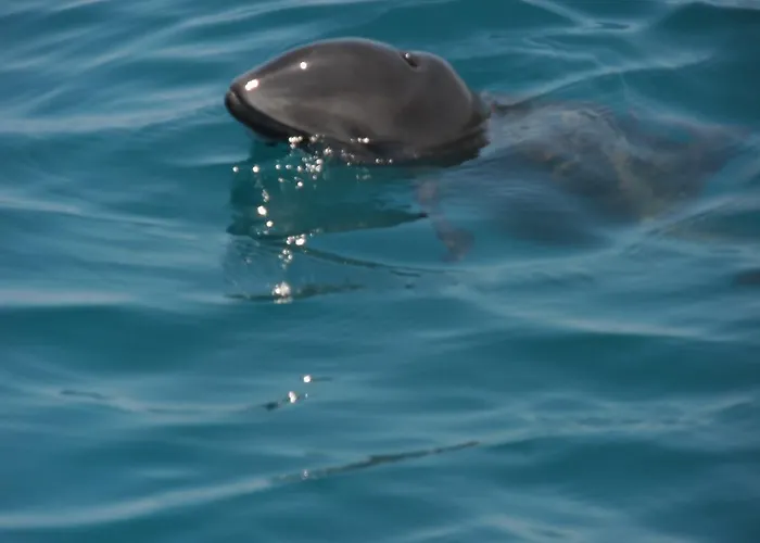 Guest house Europa Kiten (Burgas)